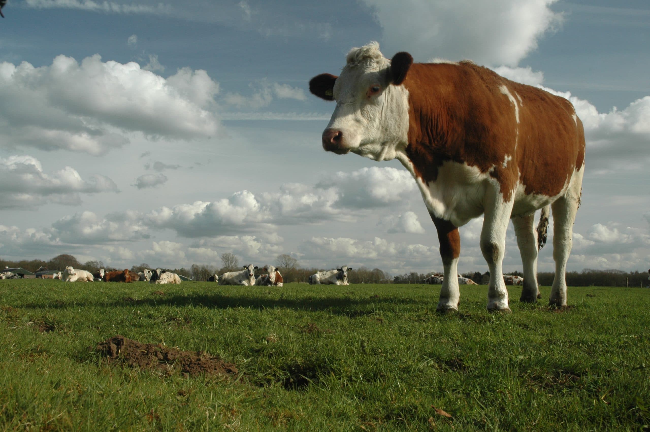 Sfeerbeeld van De Zeegster Hoeve