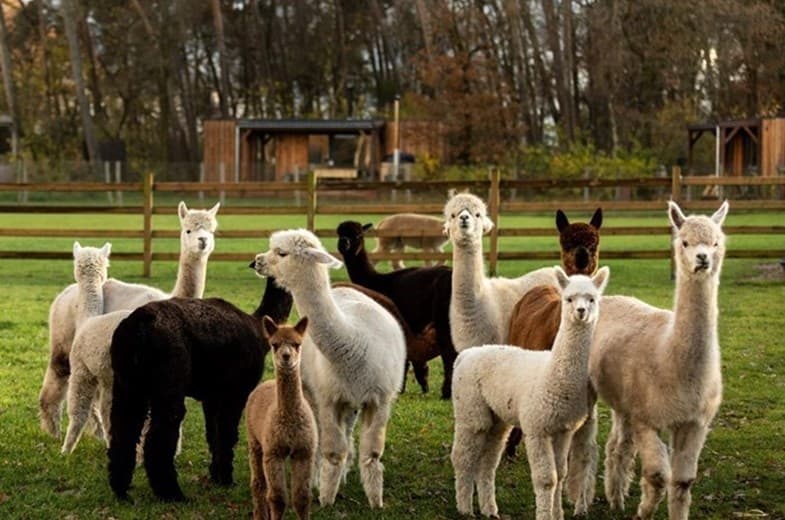 Sfeerbeeld van Vergaderlocatie op een alpacaboerderij